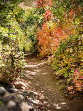 View of trail head. SW property corner is about 300 ft. up this trail.