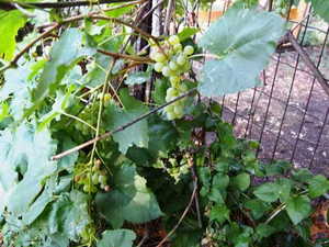 Sweet, edible grapes!