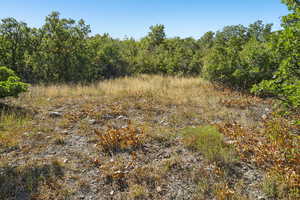 View of tree filled area