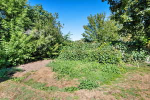 View of local wilderness