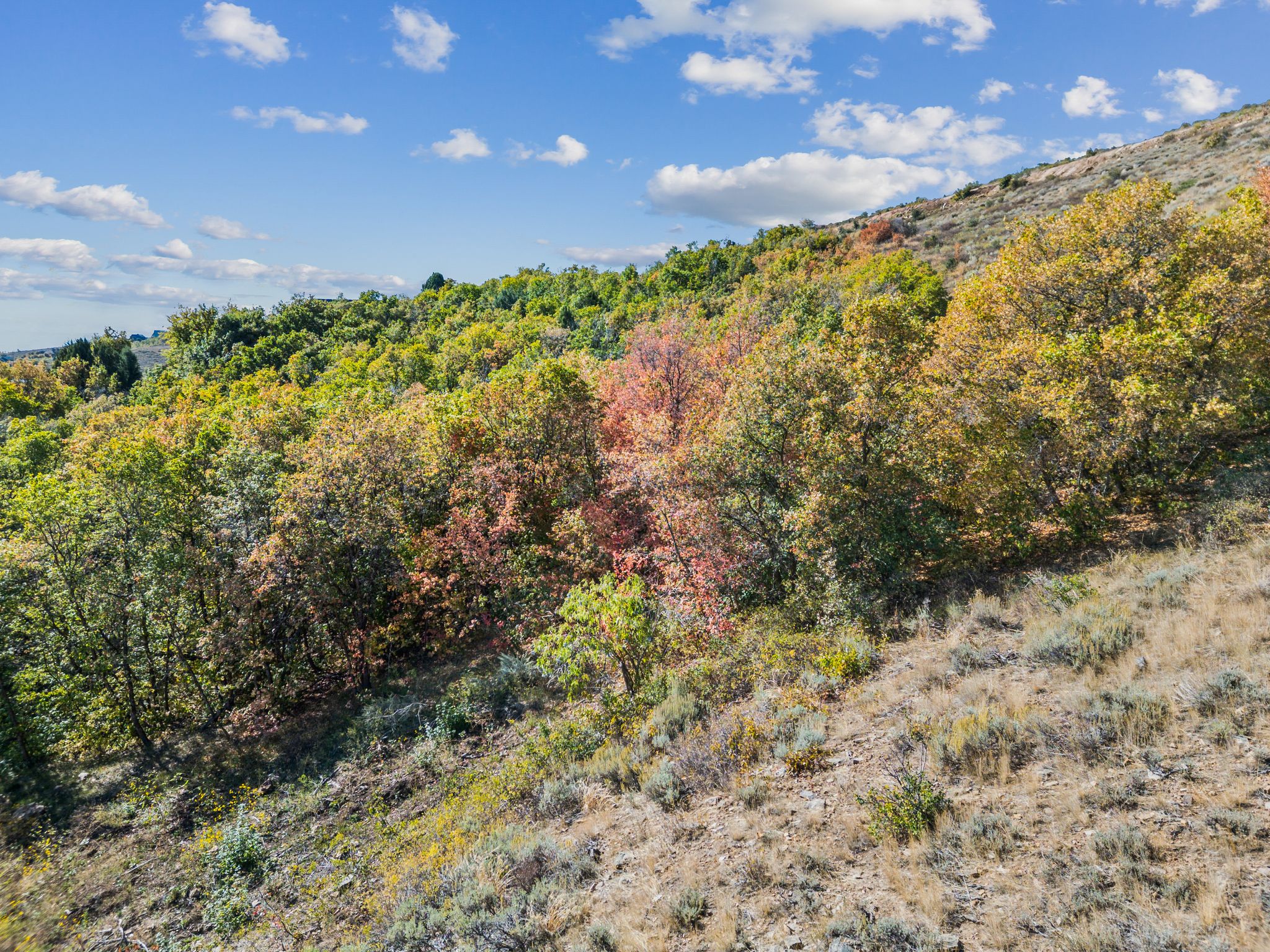 View of wooded area