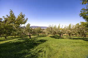 View of green lawn featuring a mountain view and a rural view