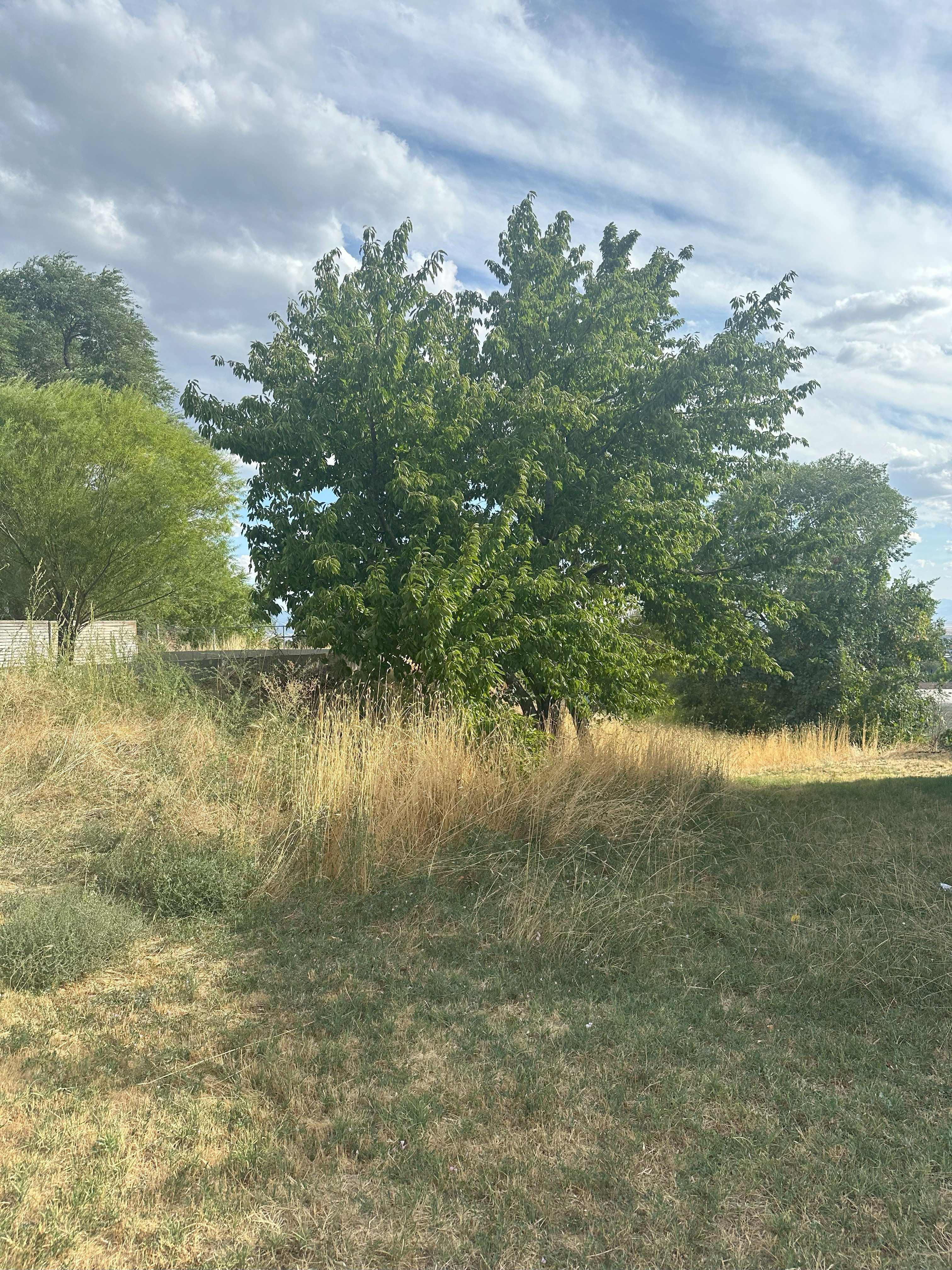 View of local wilderness