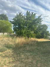 View of local wilderness