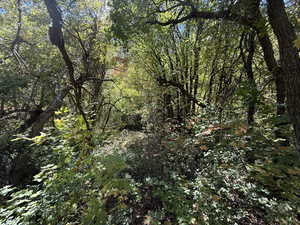 View of woods