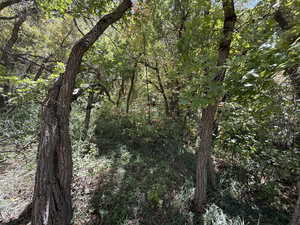 View of tree filled area