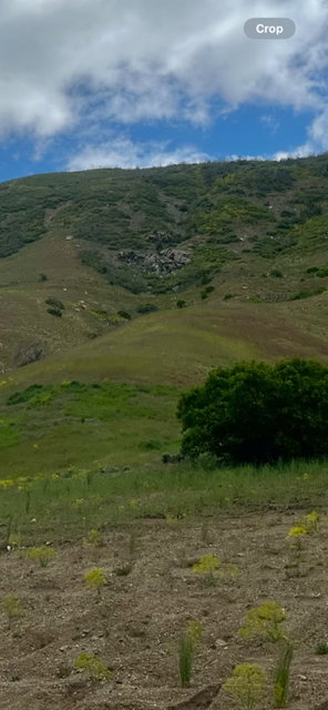 View of local wilderness