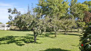 View of grassy yard