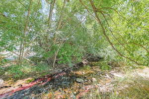 View of tree filled area