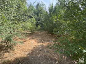 View of undeveloped land