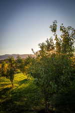 View of nature with a mountainous background