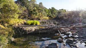 View of tree filled area