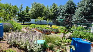 View of yard with a vegetable garden