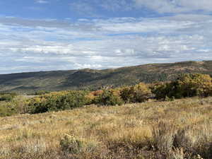 Summer view of common area behind home.