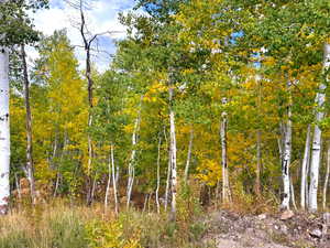 View of tree filled area