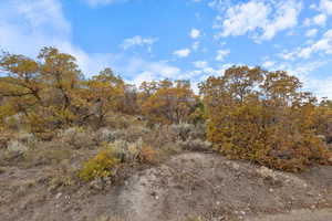 View of local wilderness
