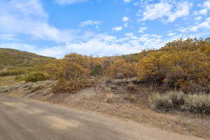 View of local wilderness