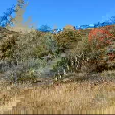 View of local wilderness