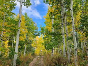 View of tree filled area