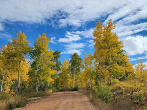 View of tree filled area
