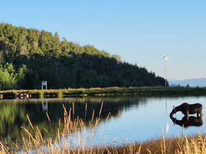 Water view with a forest