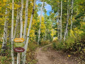 View of dirt / gravel road with a forest view