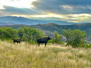 View of mountain background
