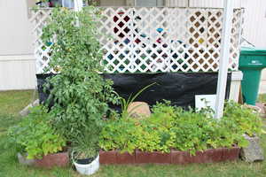 Garden by the front porch!