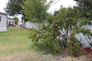 View of yard with a Nectatine tree!