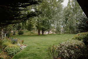 View of grassy yard