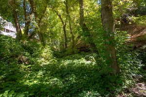 View of tree filled area