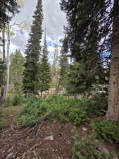 View of local wilderness