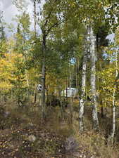 View of local wilderness