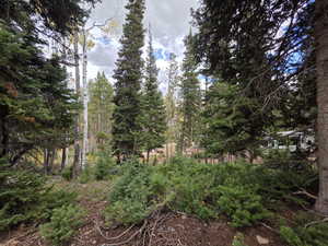 View of local wilderness