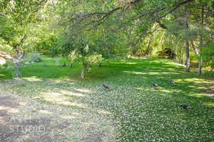 View of green lawn