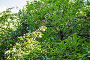 View of undeveloped land