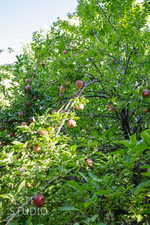 View of local wilderness