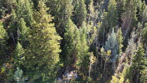 Aerial view of tree and vegetation