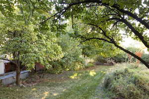 View of tree filled area