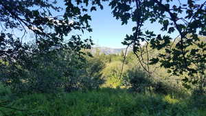 View of mountain backdrop with a forest