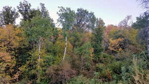 View of tree filled area