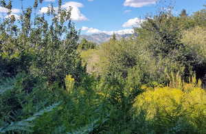 Mountain view featuring a heavily wooded area