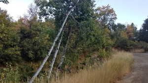 View of tree filled area