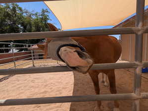Happy horse in a 20x24 stall run