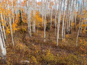 View of undeveloped land
