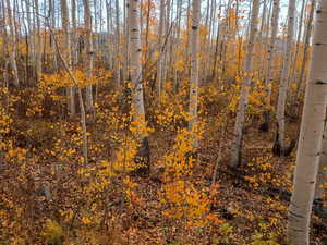 View of local wilderness