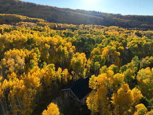 Aerial view of a heavily wooded area