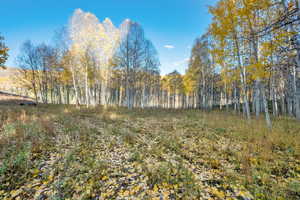 View of undeveloped land