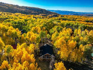 Aerial view of a forest and a mountainous background
