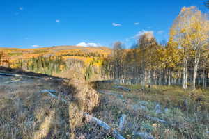 View of mountain background with a heavily wooded area